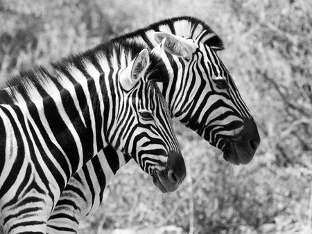 Two zebras walk in savannaの写真素材