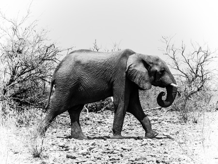 African elephant (Loxodonta) walks in the bush (Chobe National Park, Botswana)の写真素材