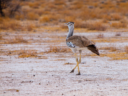 Kori bustard walking in savanna (Chobe National Park, Botswana)の写真素材