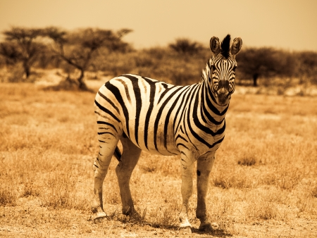 Zebra in warm colors (Etosha National Park, Namibia)の写真素材