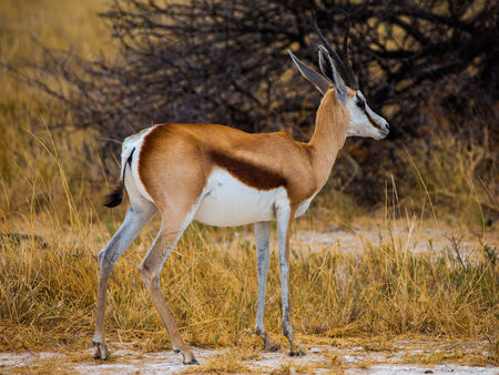 Young impala on safari game drive (Etosha National Park, Namibia)の写真素材