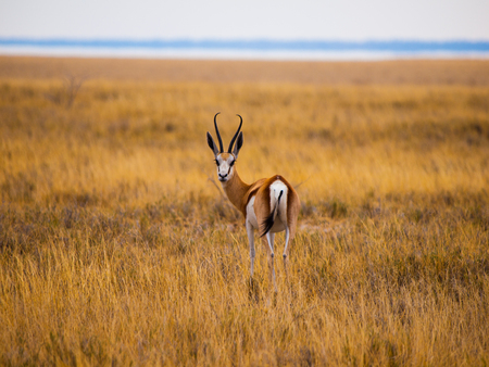 Young impala on safari game drive (Etosha National Park, Namibia)の写真素材