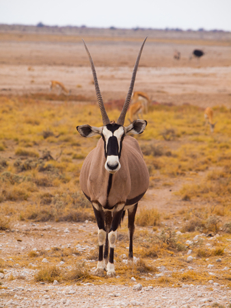 Front view of oryx antelope  Oryx gazella の写真素材