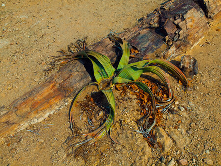 Welwitschia mirabilis - endemic plant to the Namib desert within Namibia and Angola の写真素材