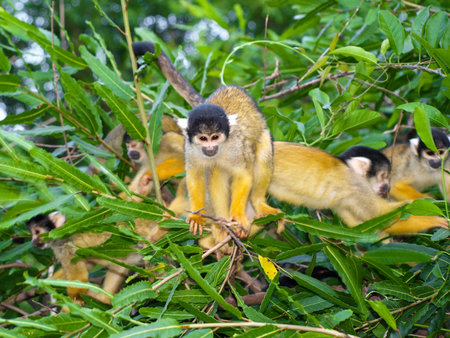 Group of yellow squirrel monkeys in the bush  saimiri sciureus 
