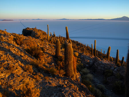 Incahuasi island in the middle of Salar de Uyuni and it's cactus vegetation (Uyuni Salt Flat)の写真素材
