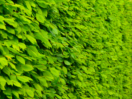 Wall made of green leafs typical for pakr areasの写真素材