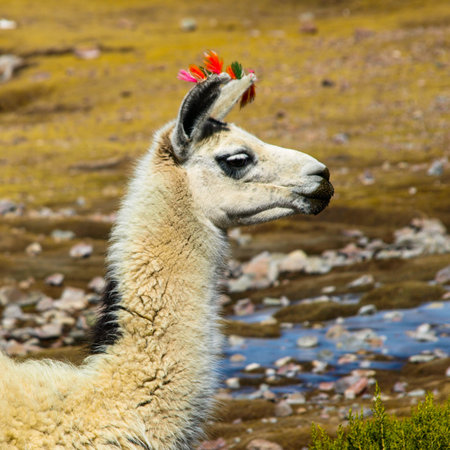 White llama with red ear tassels from right sideの写真素材