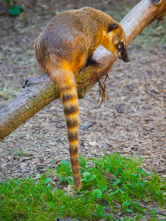 Coati (Nasua nasua) with long tail sitting on the branchの写真素材