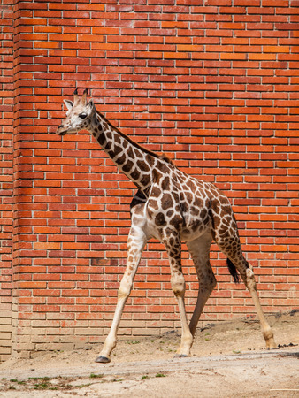 Young girafe in front of the brick wallの写真素材