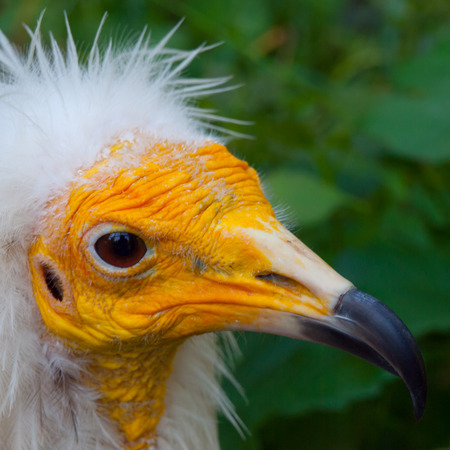 Yellow face of egyptian vulture in detail (Neophron percnopterus)の写真素材