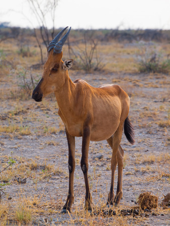 Red hertbeest in the savannah (Alcelaphus caama)の写真素材