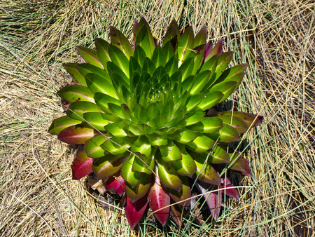 Young giant lobelia (Lobelia deckenii) in the grass (Uganda)の写真素材
