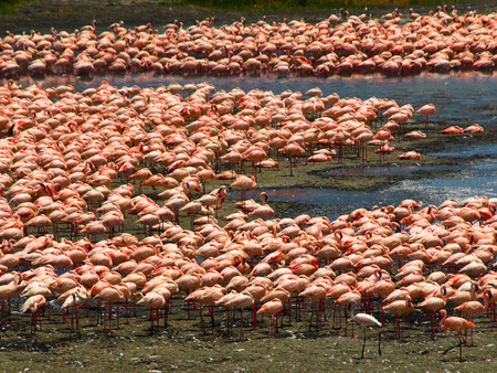 Flock of flamingos in the african lakeの写真素材