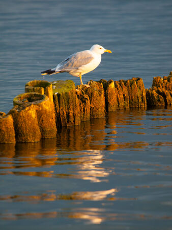 Seagull sitting on a pillar at sunset timeの写真素材