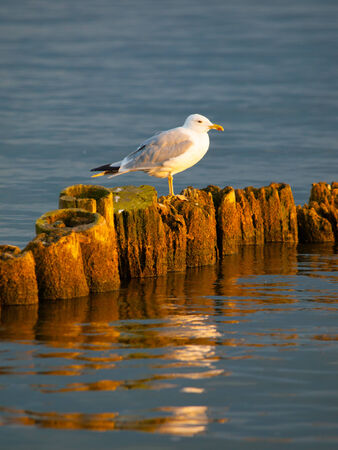 Seagull sitting on a pillar at sunset timeの写真素材