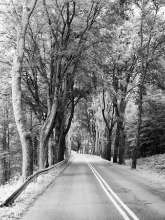 Asphalt road with with double white line and tree alley, in black and whiteの写真素材