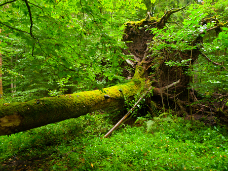 Uprooted tree fallen in the Bialowieza forestの写真素材