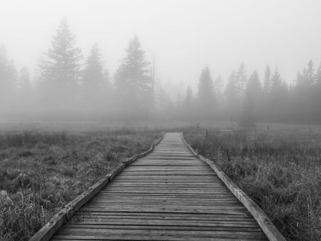 Wooden path in peat bog in black and white, Bozi Dar, Czech Republic