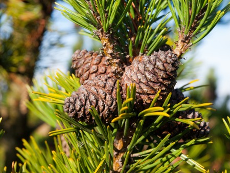 Small natural christmas cones on a tree branchの写真素材