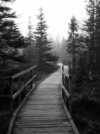 Wooden path in peat bog in black and white, Bozi Dar, Czech Republicの写真素材