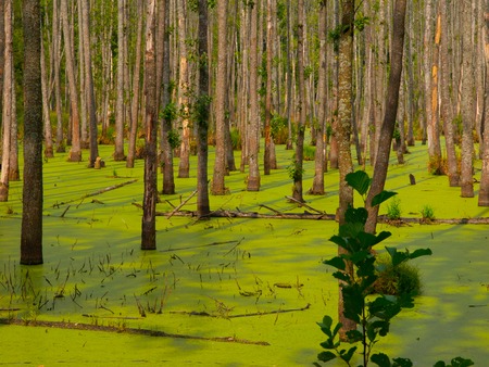 Green swamp full of algae in the forestの写真素材