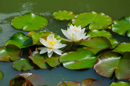 White water lily with green leaves in the garden pondの写真素材