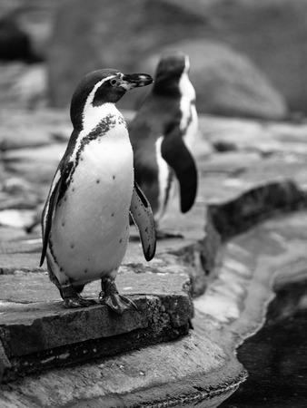 Humboldt Penguin standing on the edge of basin, spheniscus humboldti, in black and whiteの写真素材
