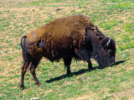 American bison - Bison bison - known as the American buffalo, USAの写真素材