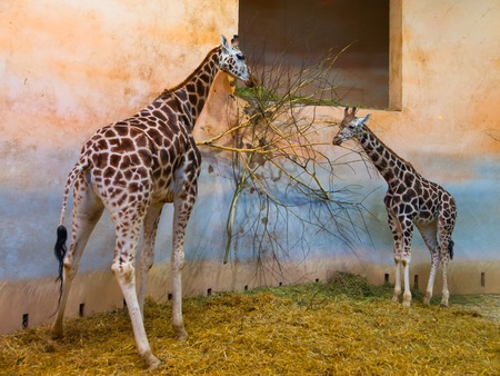 Two giraffes eating in the zoo, indoor photoの写真素材