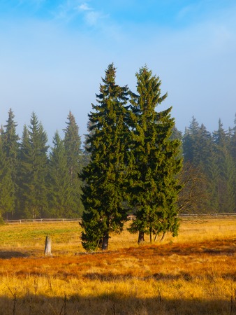 Two spruce trees in autumn sunny dayの写真素材