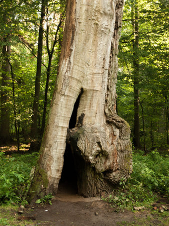 Decayed giant oak in the primeval forest