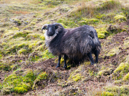 Icelandic black sheep standing in the steep slopeの写真素材