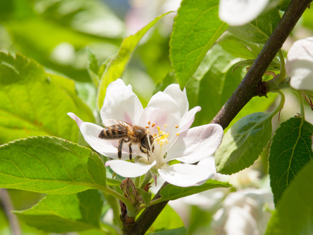 Bee on a white cherry blossom with green leaf backbroundの写真素材
