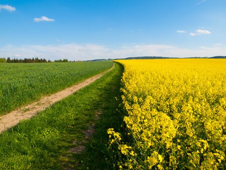 Rape plant field and country road on its edge, typical czech spring landscape with color combination of green, blue and yellowの写真素材