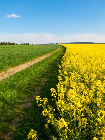 Rape plant field and country road on its edge, typical czech spring landscape with color combination of green, blue and yellowの写真素材