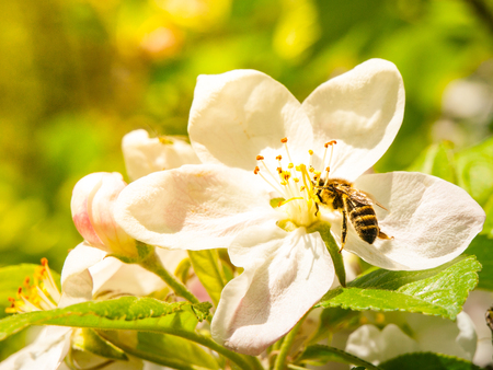 Bee on a white cherry blossom with green leaf backbroundの写真素材