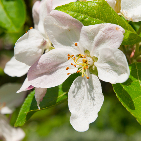 Blossoming of white cherry flowers in spring time with green leaves in backgroundの写真素材