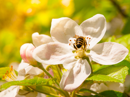 Bee on a white cherry blossom with green leaf backbroundの写真素材
