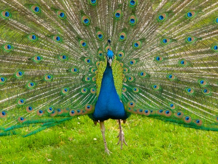 Portrait of beautiful peacock with colorful feathers fanned outの写真素材