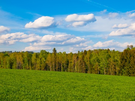 Green grass field and blue summer skyの写真素材