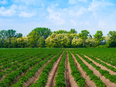 Young green plants growing in field furrowsの写真素材