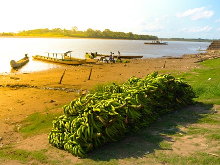 Harvested green bananas waiting on riverbank to be transported by boatの写真素材