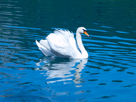 Mute swan swimming in a blue waterの写真素材