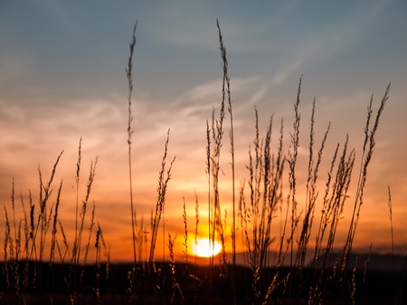 Grass silhouettes at sunset time, evening on a meadowの写真素材