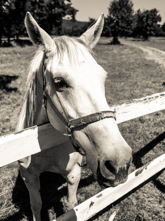 Portrait of Lipizzaner stallion standing behind fence, Lipica, Slovenia