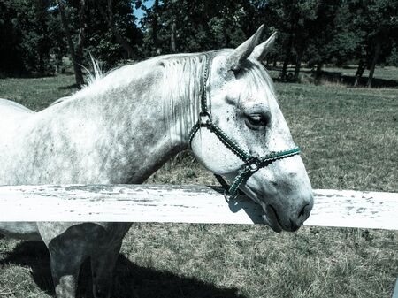 Portrait of white Lipizzaner stallion, Lipica, Slovenia, cold tone imageの写真素材