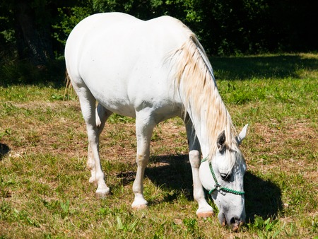 White Lipizzaner stallion grazing on a meadow in sunny day, Lipica, Sloveniaの写真素材