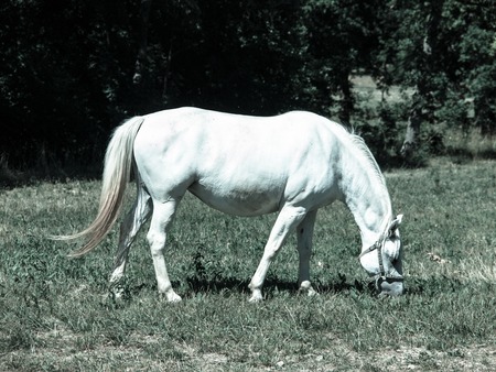 White Lipizzaner stallion grazing on a meadow in sunny day, Lipica, Slovenia, cold tone imageの写真素材