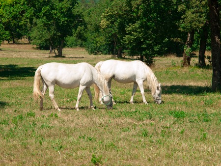 Two white Lipizzaner stallions grazing on a meadow in sunny day, Lipica, Sloveniaの写真素材